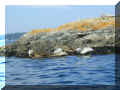 seals.jpg (419630 bytes)