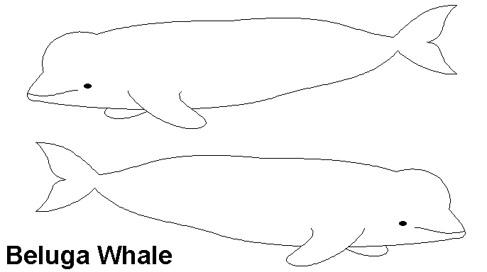 whale outline template